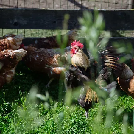 Turisticna Kmetija Cercek *